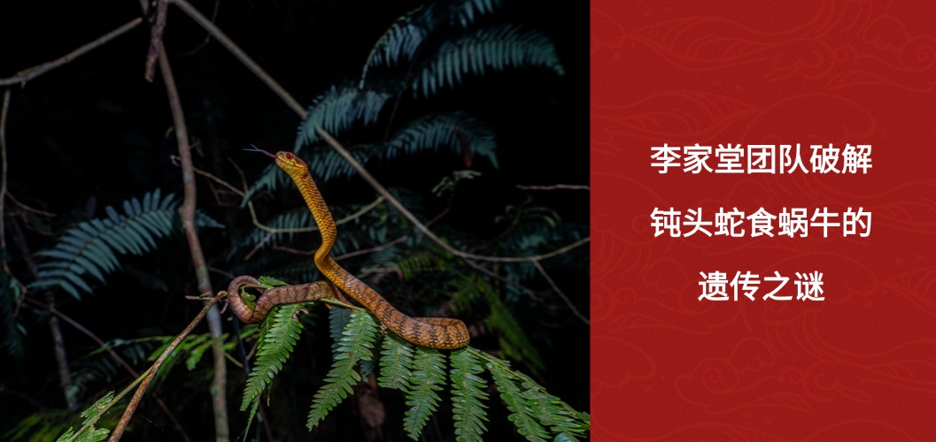 成都生物所李家堂团队破解钝头蛇食蜗牛的遗传之谜